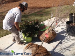 Decatur Lawn Care installing plants to finish off spring yard clean up for local home