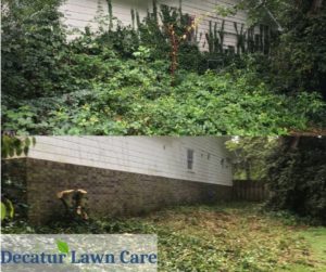 Decatur Lawn Care Ivy Clean Up Job